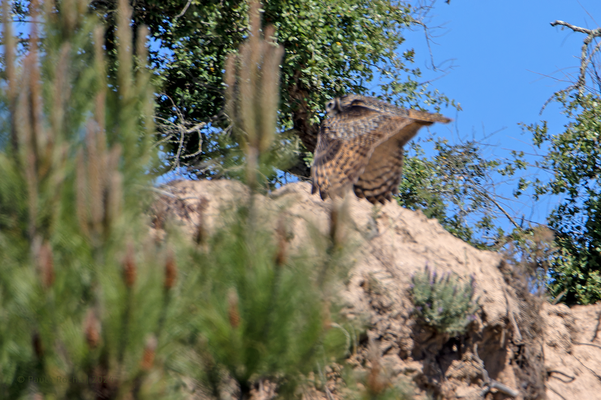 Eurasian Eagle-Owl - ML617828228