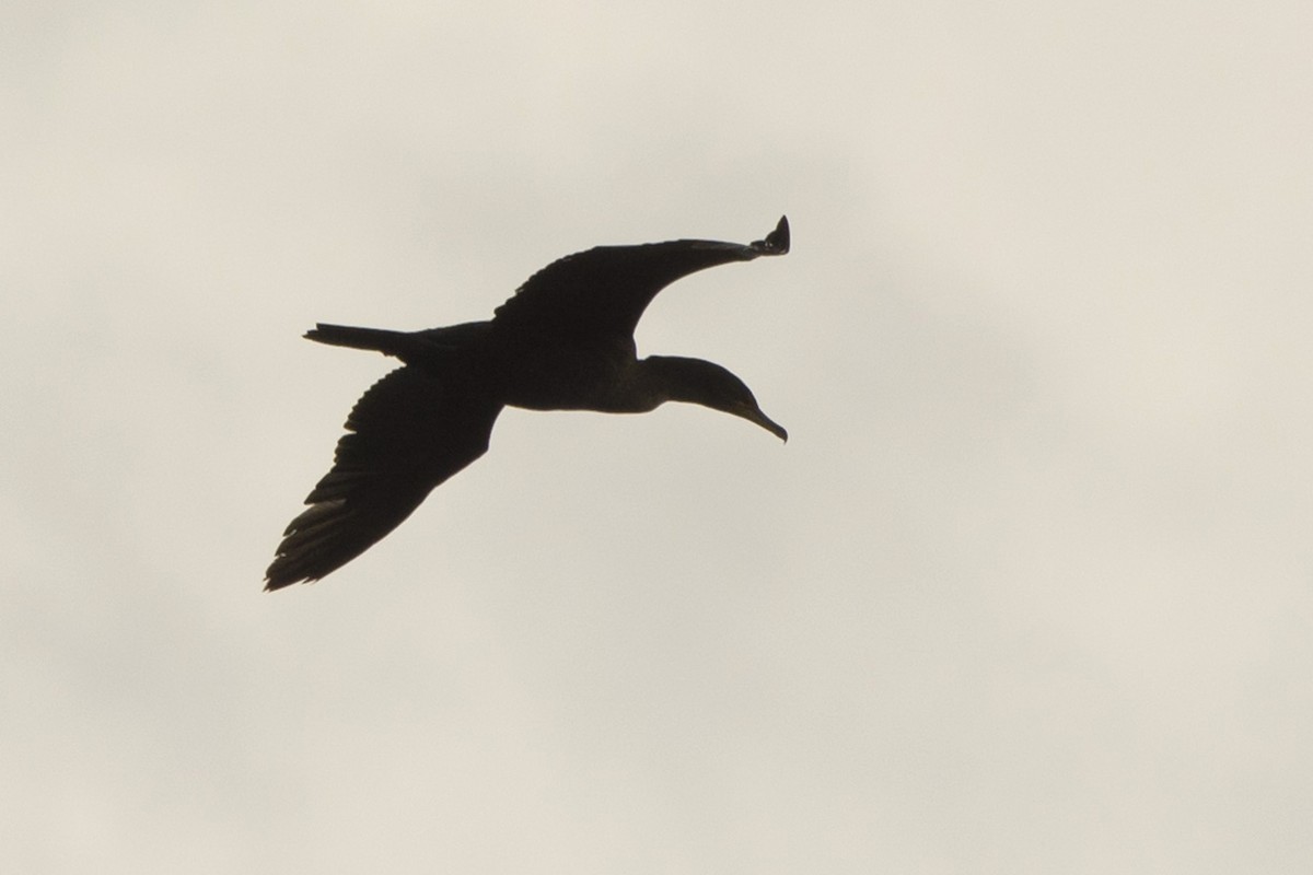 Double-crested Cormorant - ML617828231