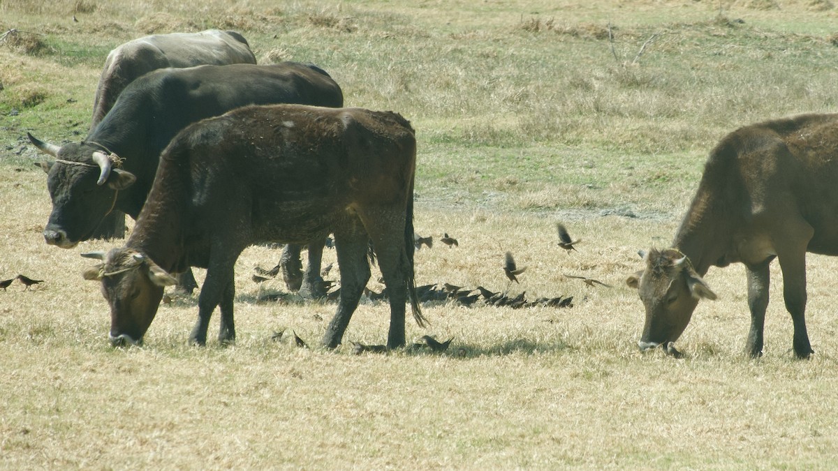 Brown-headed Cowbird - ML617828254