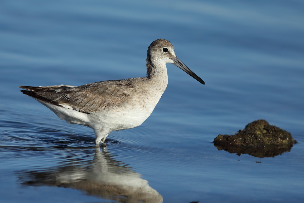 Willet - ML617828264