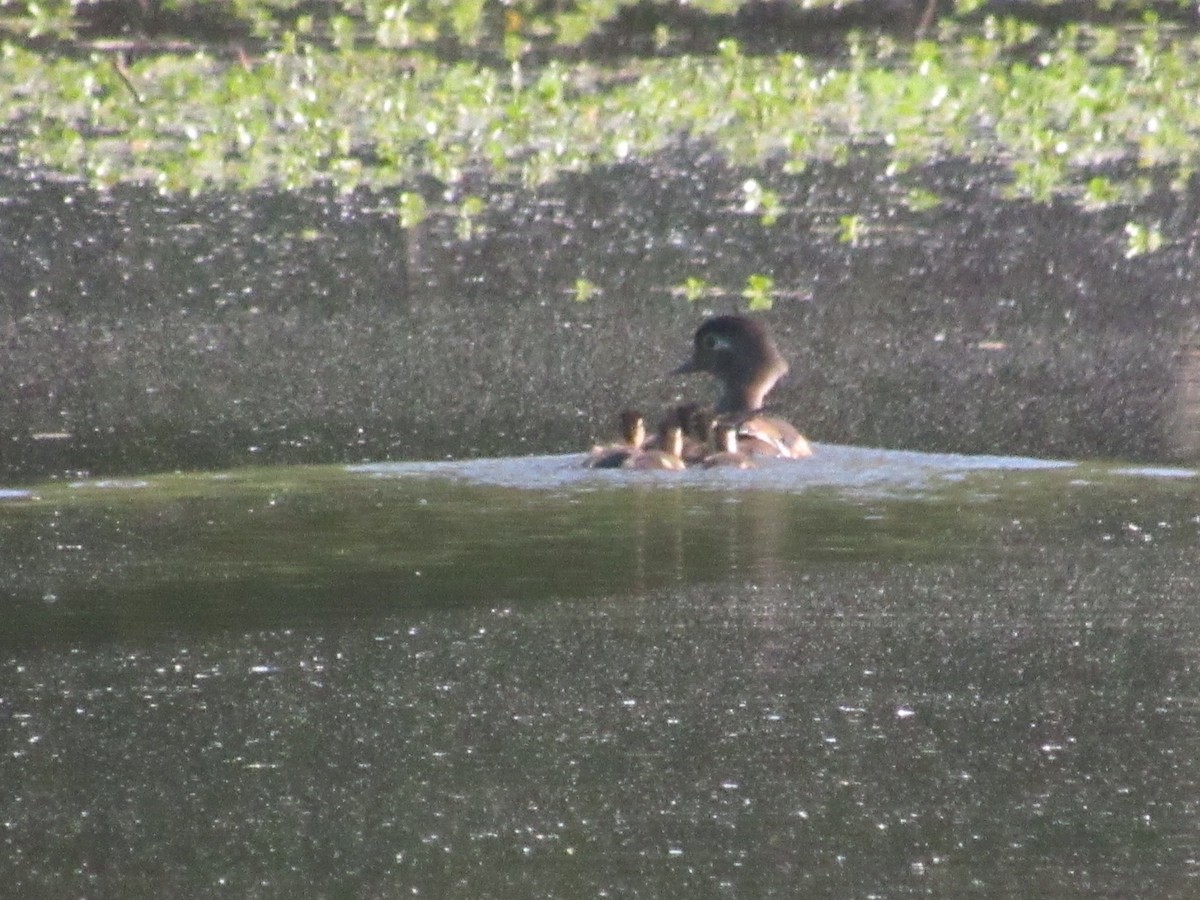 Wood Duck - ML617828351