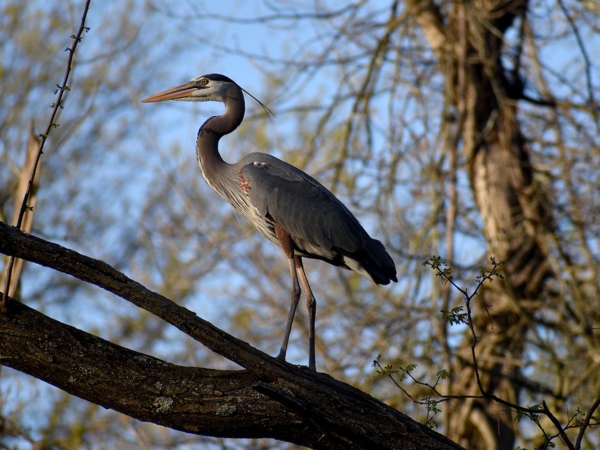 Great Blue Heron - ML617828387