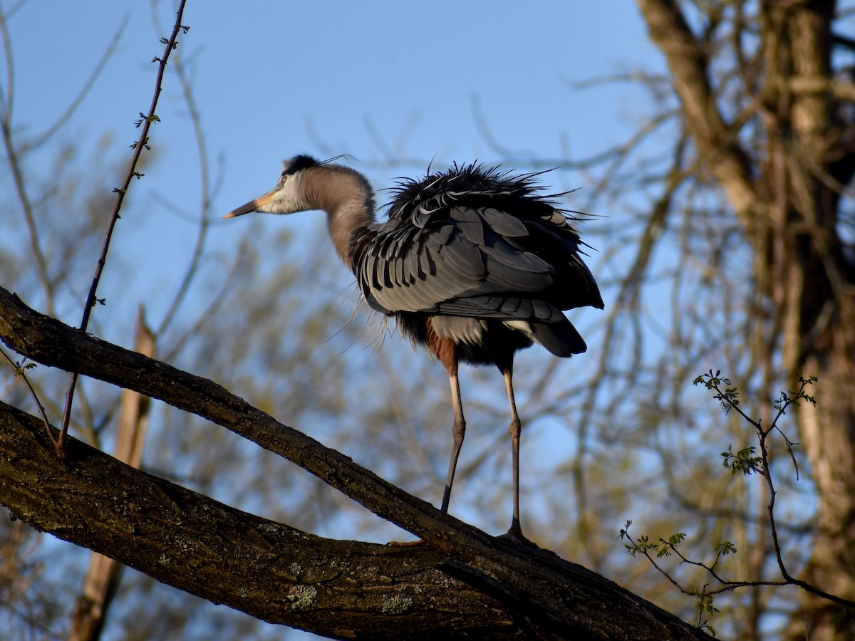 Great Blue Heron - ML617828388