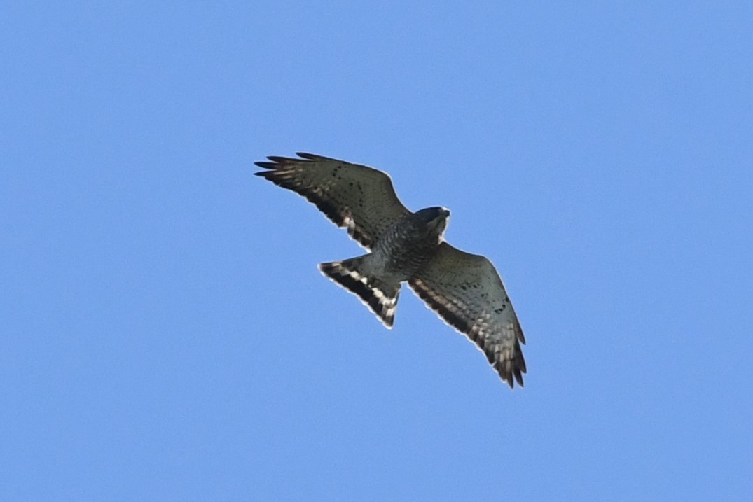 Broad-winged Hawk - ML617828403