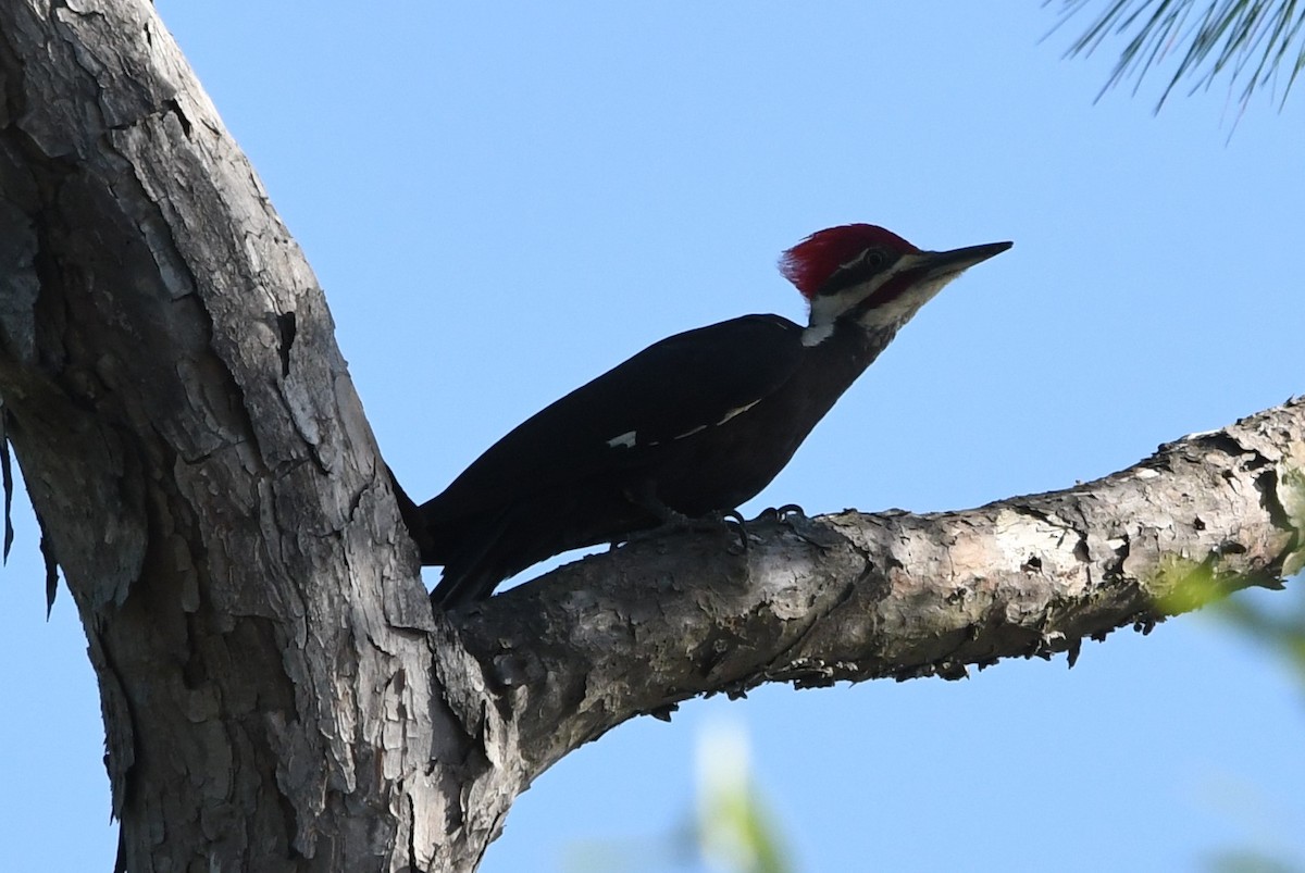 Pileated Woodpecker - ML617828407