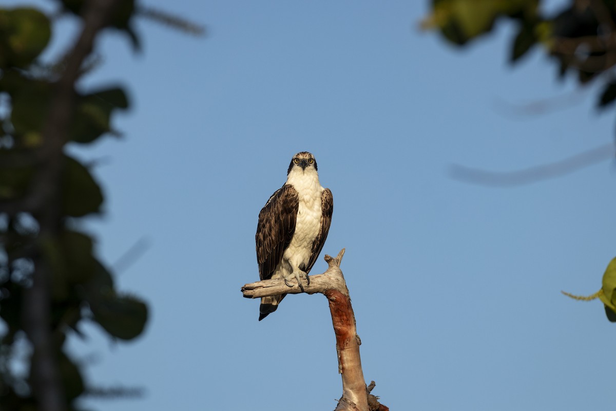 Osprey - Edwin Wilke