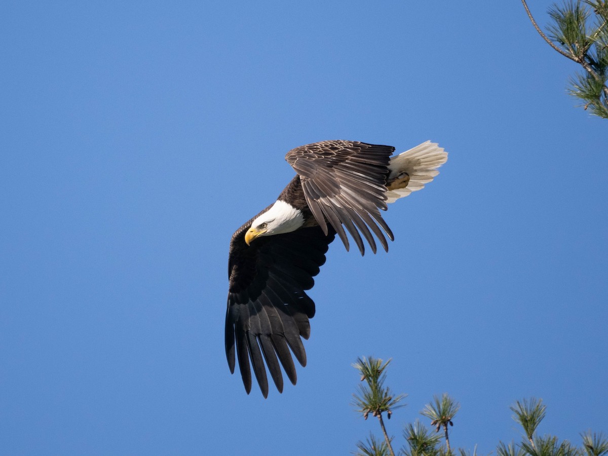 Weißkopf-Seeadler - ML617828444