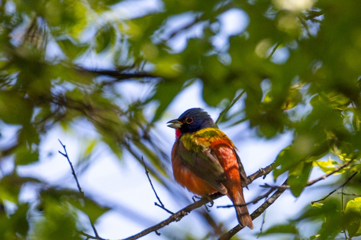 Painted Bunting - ML617828460