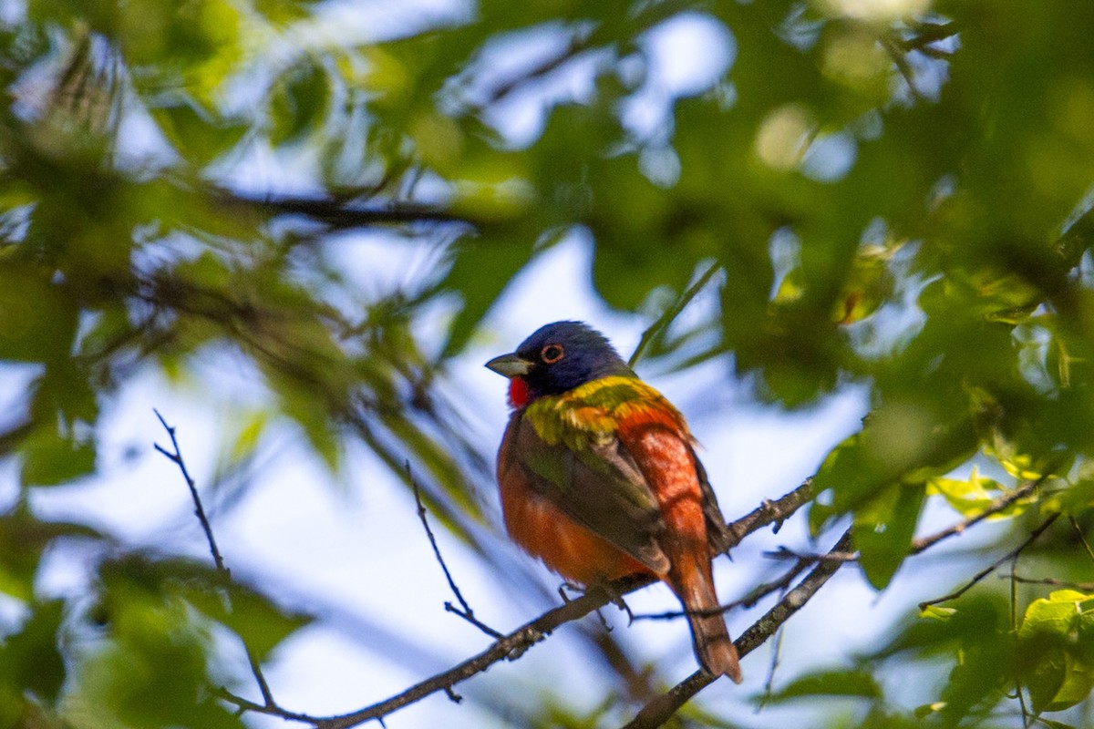 Painted Bunting - ML617828461