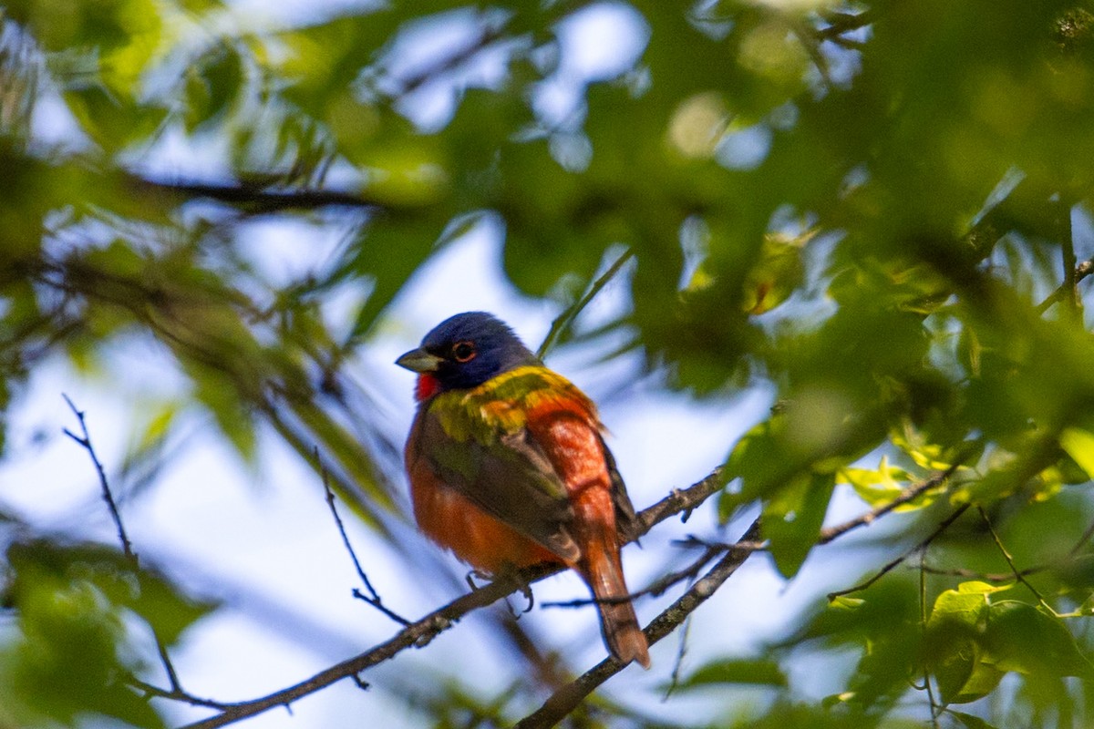 Painted Bunting - ML617828462