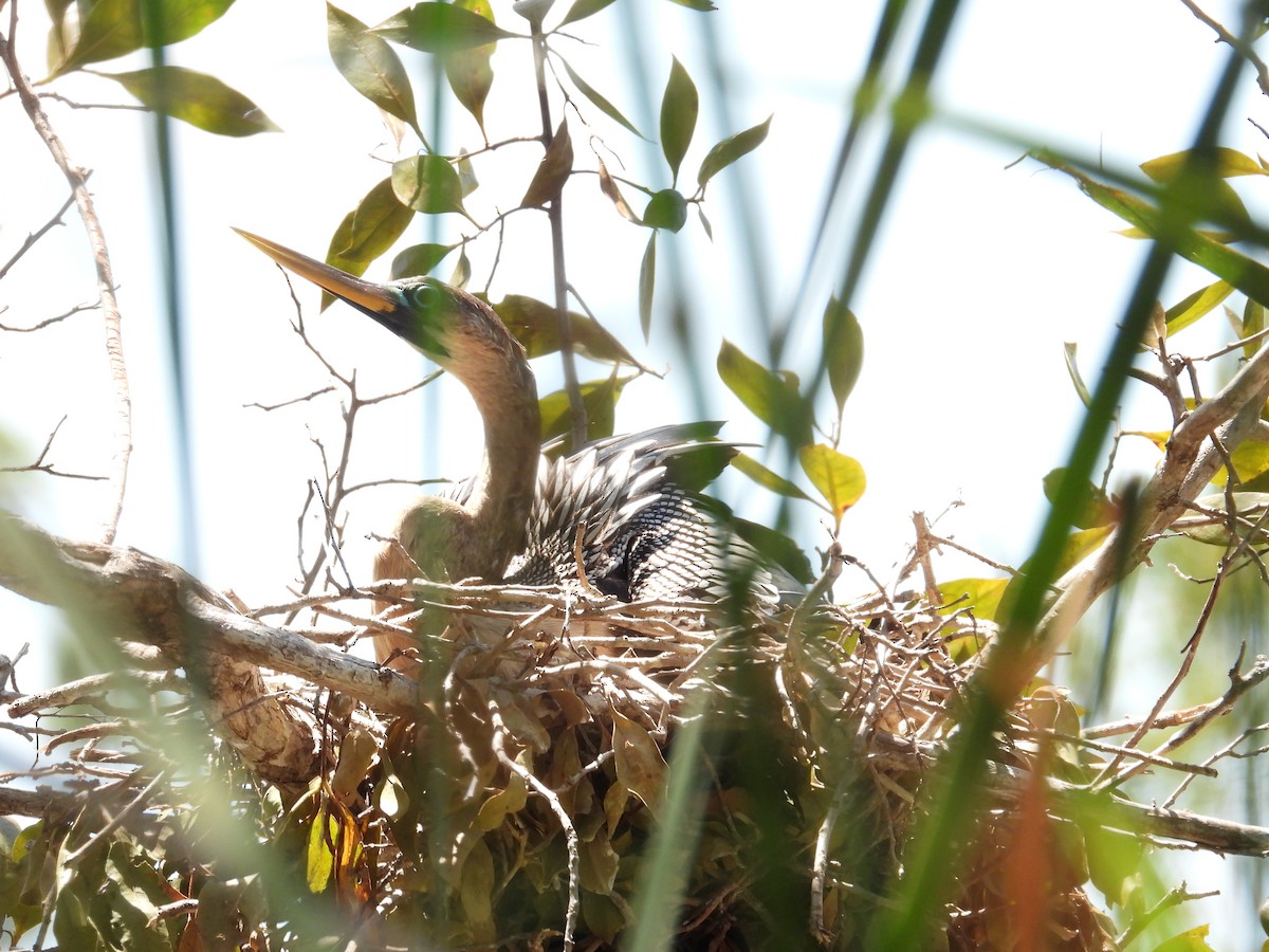 Anhinga - Tracy Mosebey