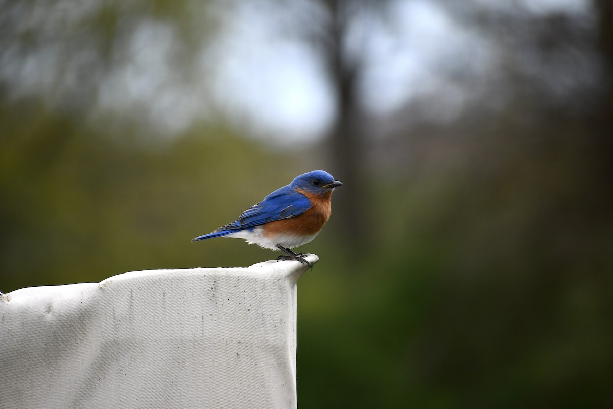 Eastern Bluebird - Chelsey E