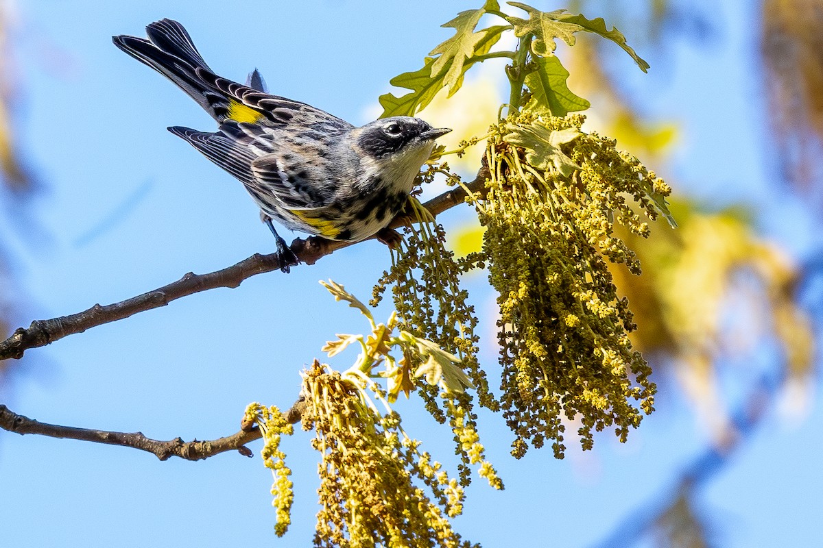 Yellow-rumped Warbler - Lance Runion 🦤