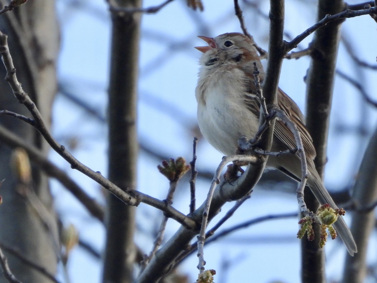 Field Sparrow - ML617828620