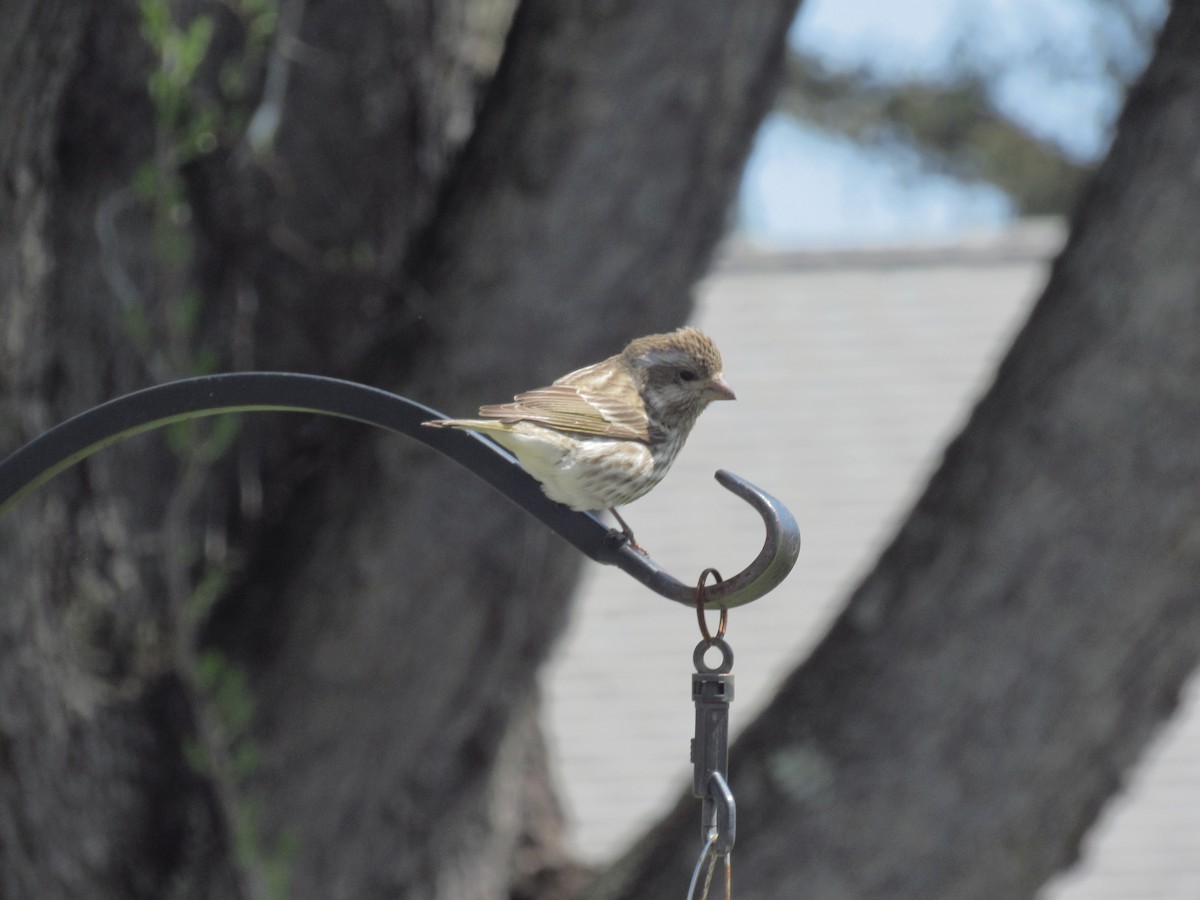 Purple Finch - ML617828621