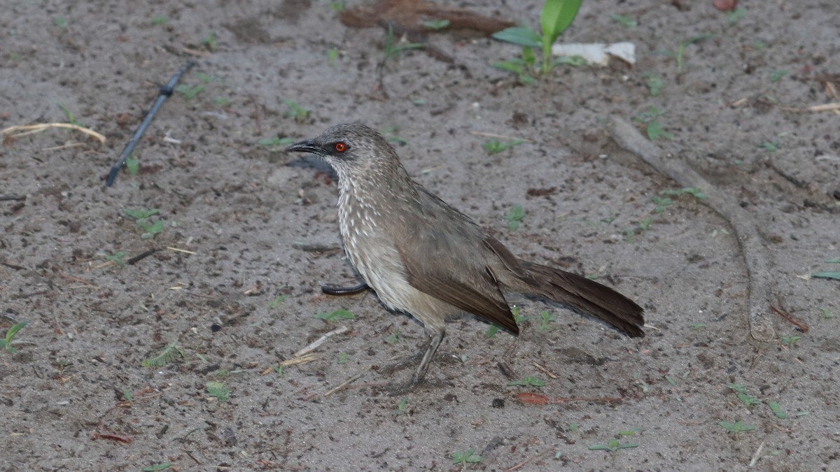 Arrow-marked Babbler - Robert Holland