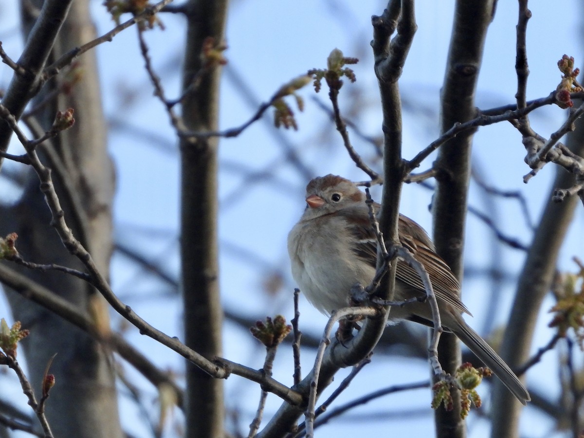 Field Sparrow - ML617828637