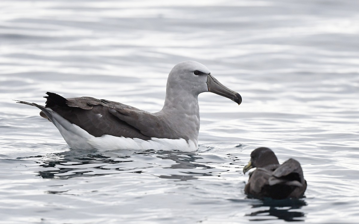 Albatros de Salvin - ML617828705