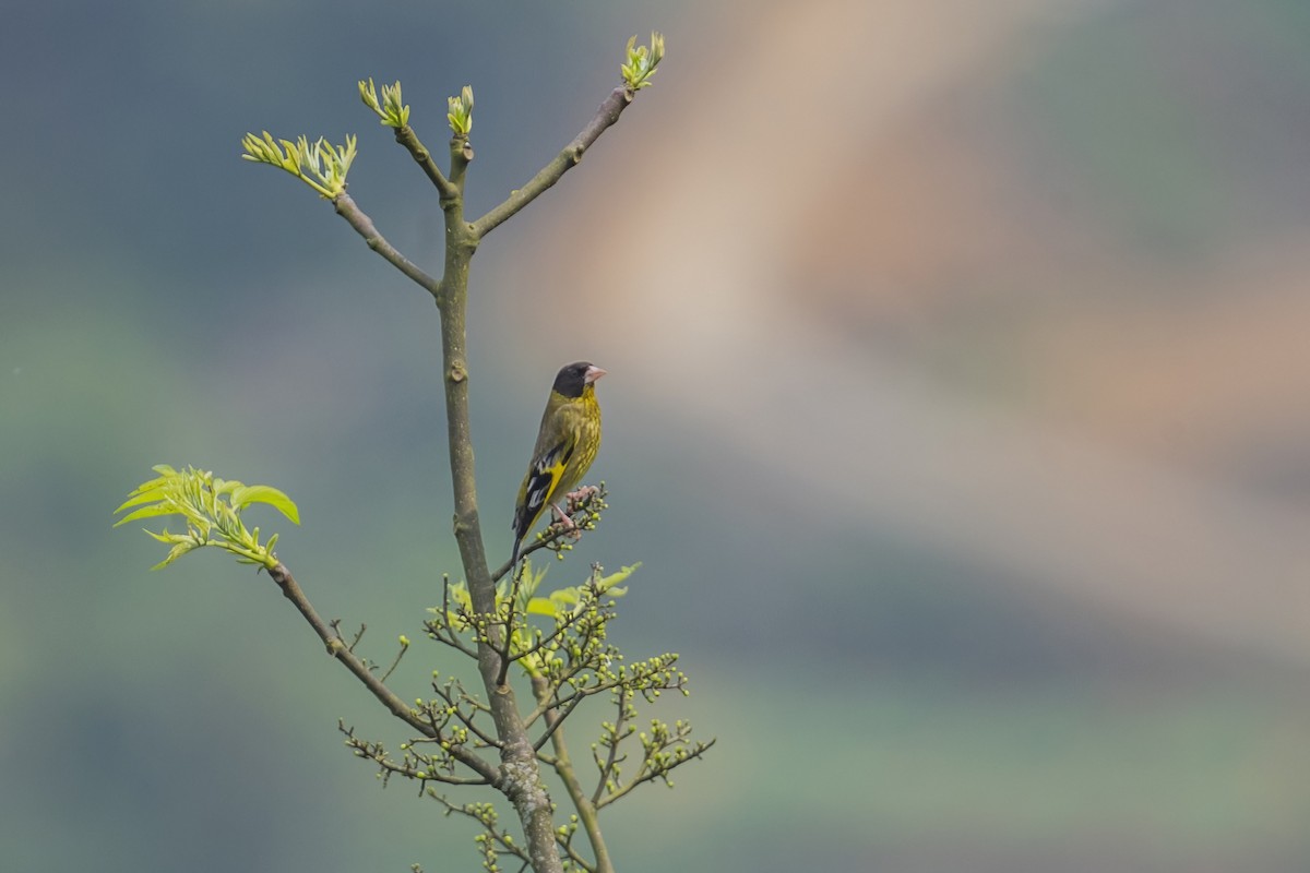 Black-headed Greenfinch - ML617828742