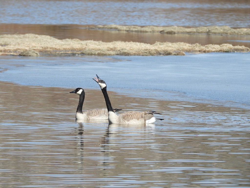 Canada Goose - ML617828774