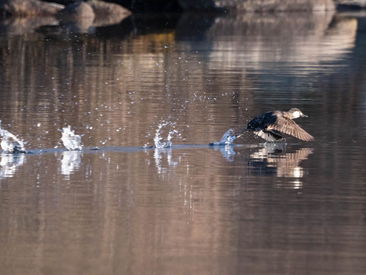 Ruddy Duck - Allen Schenck