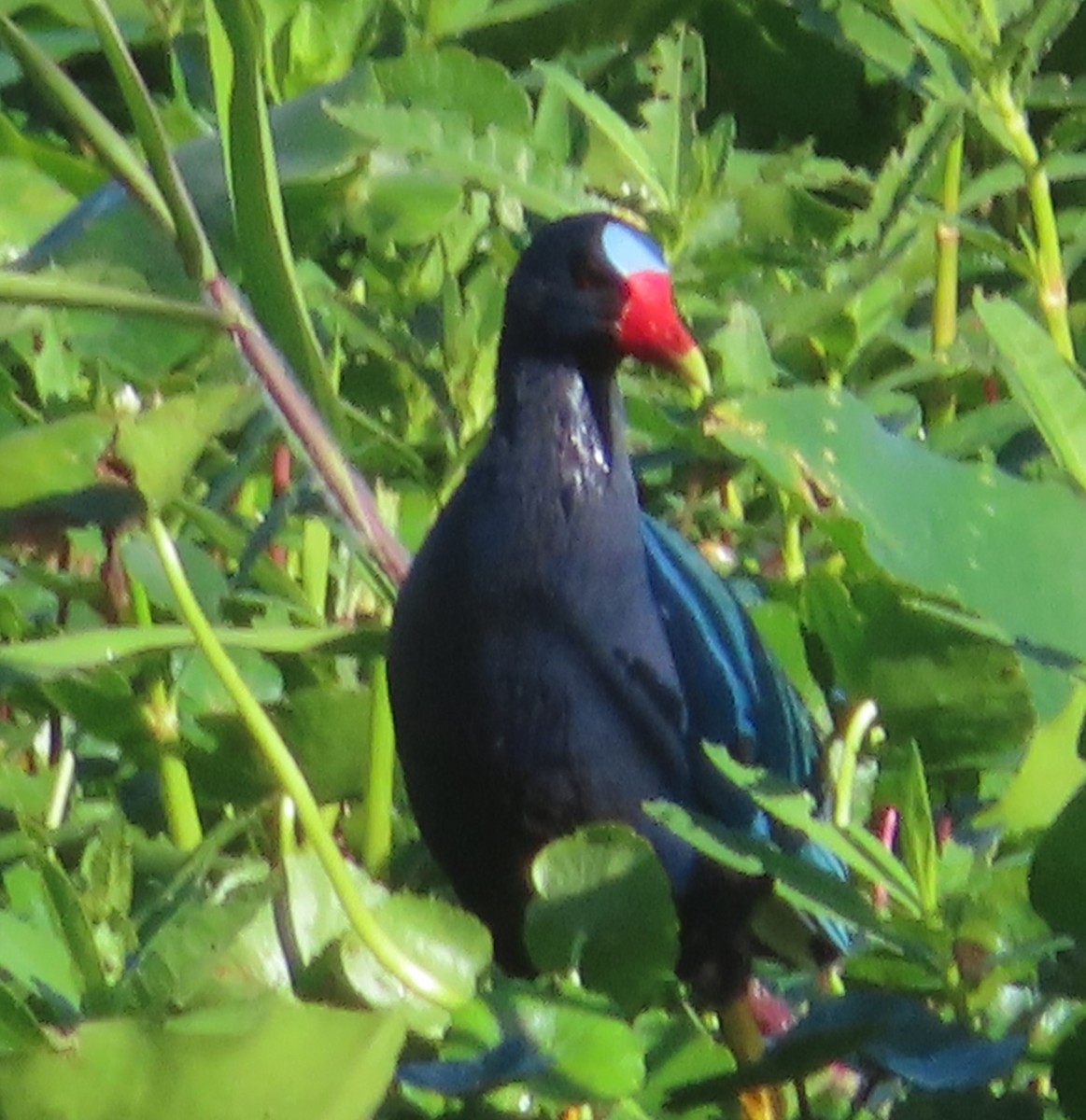 Purple Gallinule - ML617828788