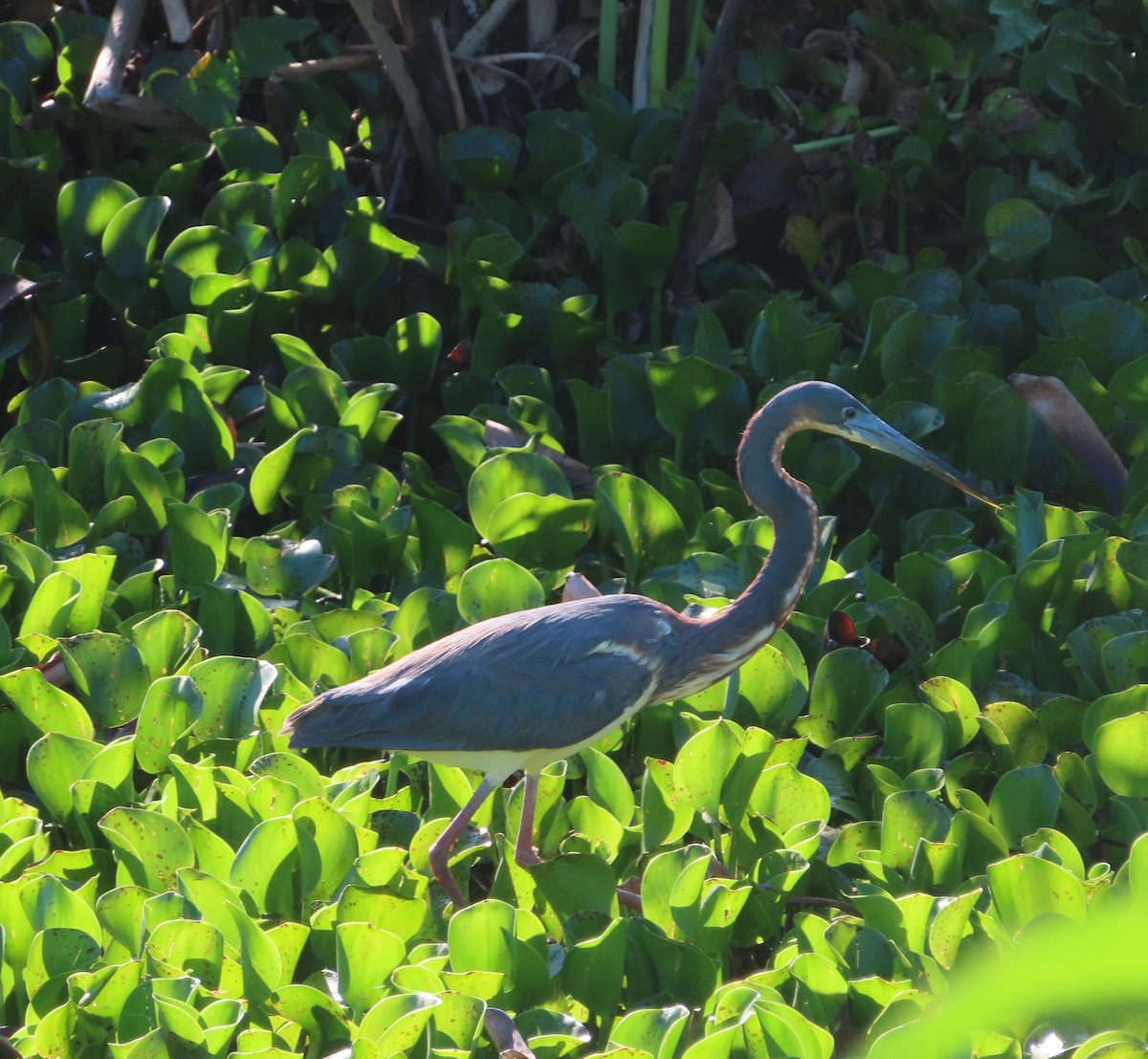 Tricolored Heron - ML617828794
