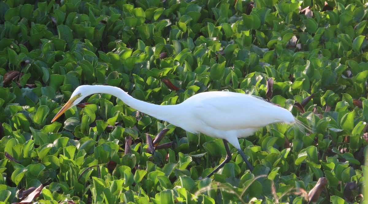 Great Egret - Beth Gustin