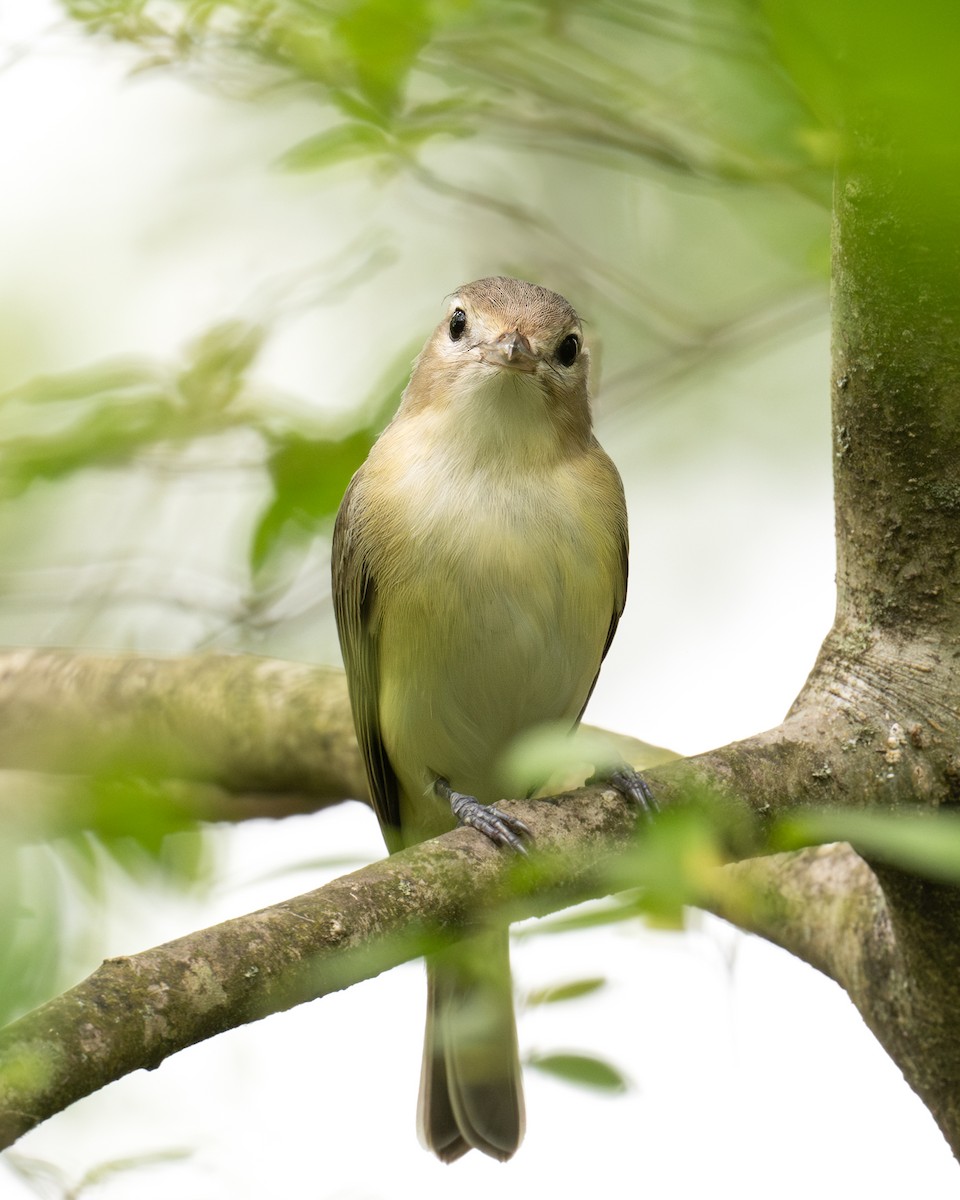 Warbling Vireo - ML617828804