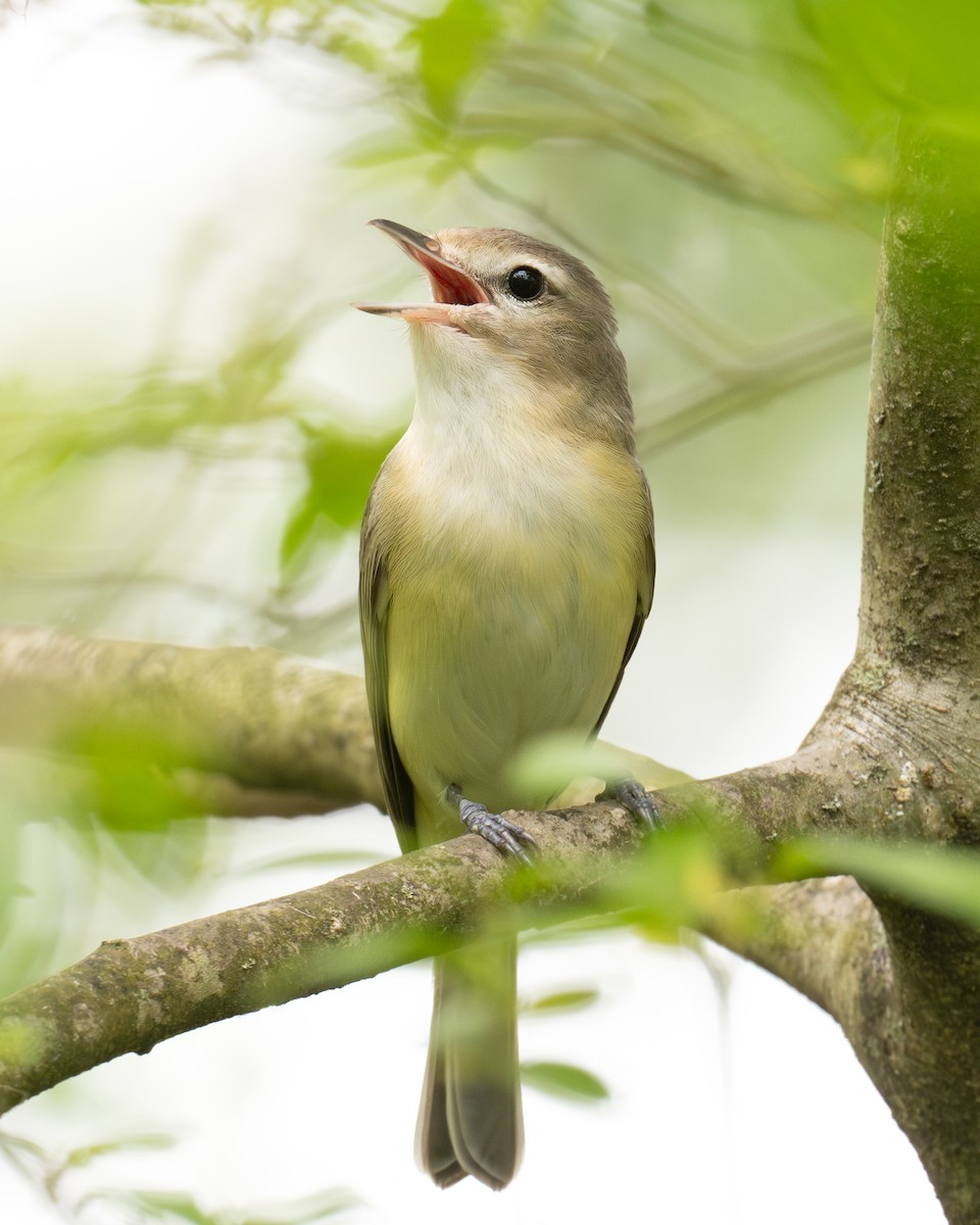 Warbling Vireo - ML617828806