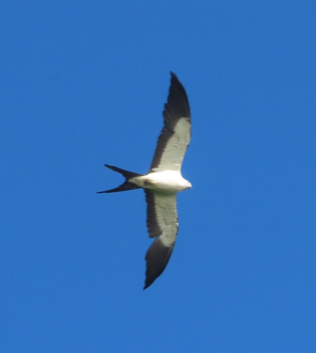 Swallow-tailed Kite - ML617828808