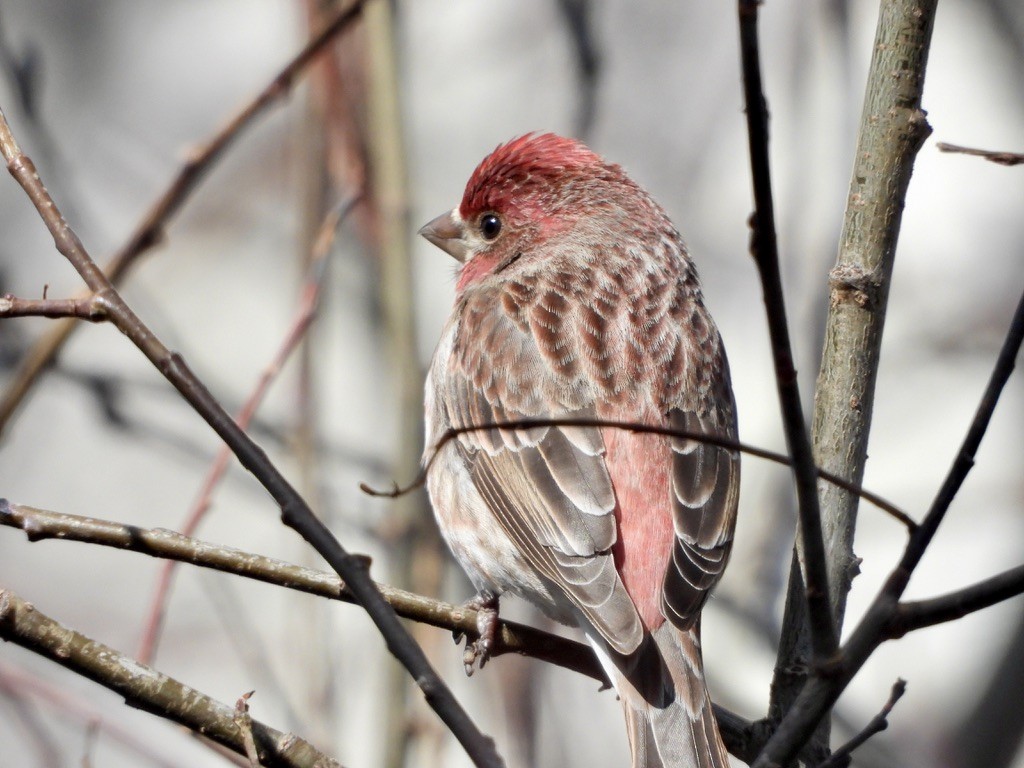 Purple Finch - ML617828822