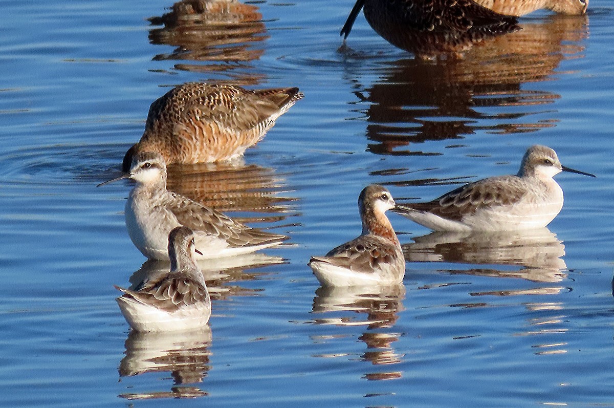 Wilson's Phalarope - ML617828825