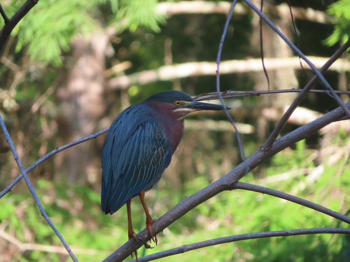 Green Heron - ML617828829