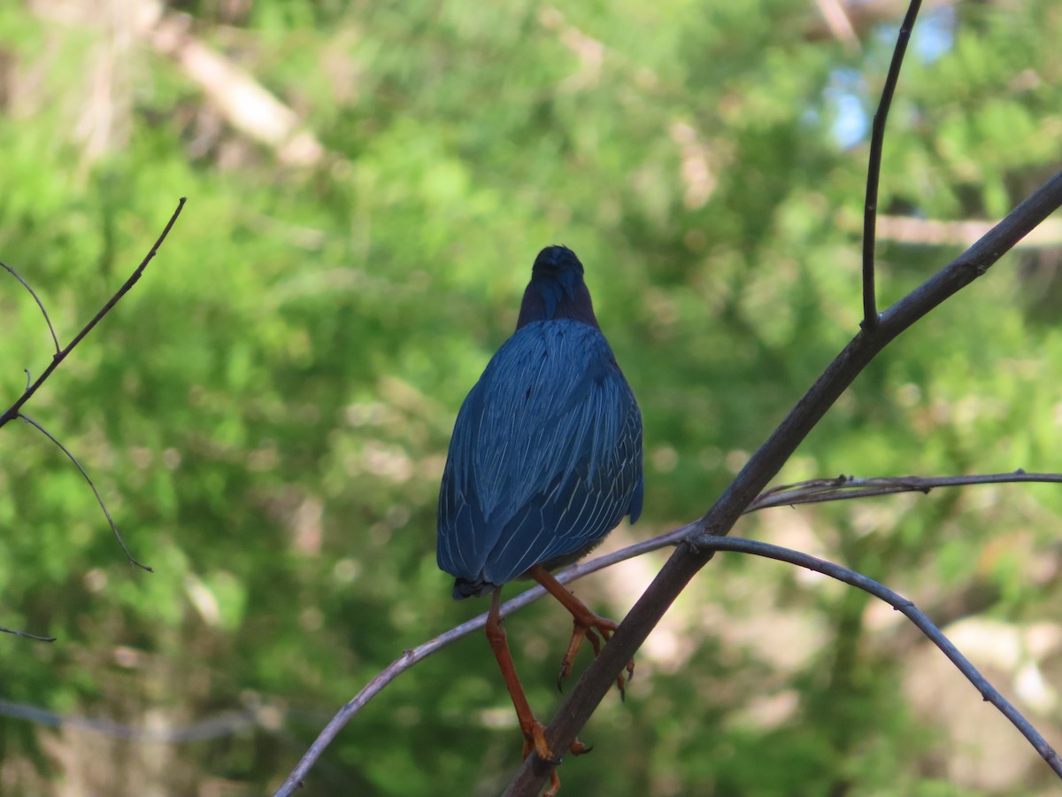 Green Heron - ML617828830