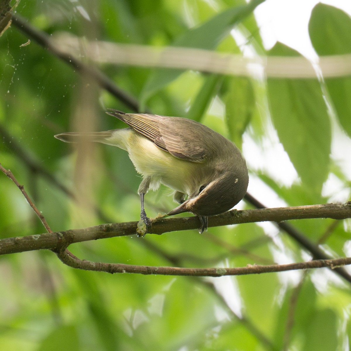 Warbling Vireo - ML617828842