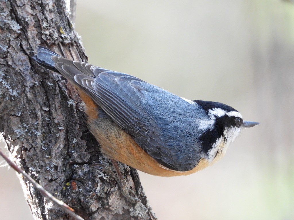 Red-breasted Nuthatch - ML617828850