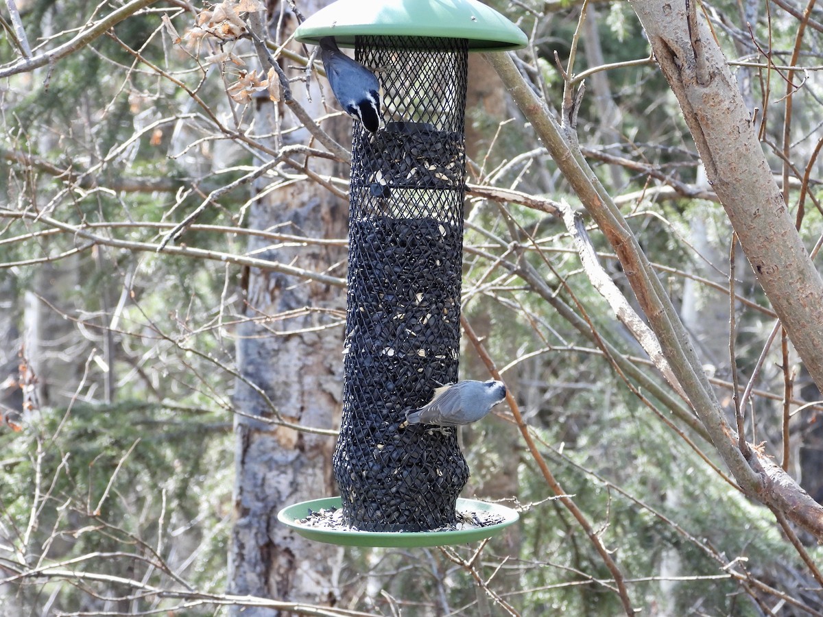 Red-breasted Nuthatch - ML617828869