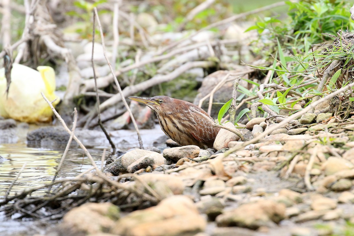 Cinnamon Bittern - ML617828870