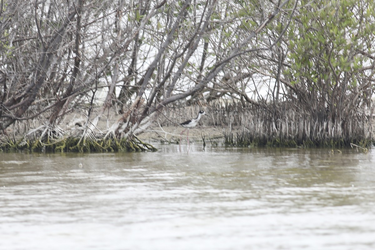 Black-necked Stilt - ML617828906