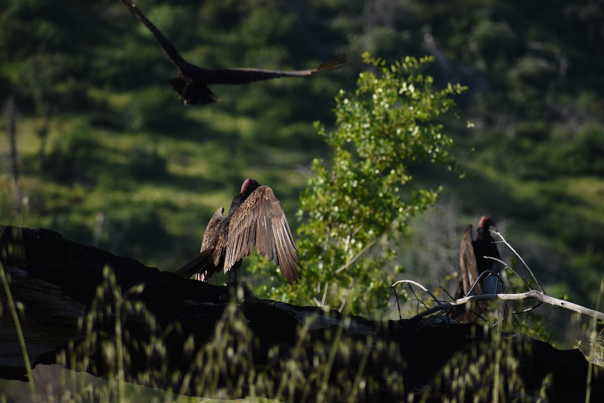 Turkey Vulture - ML617828914