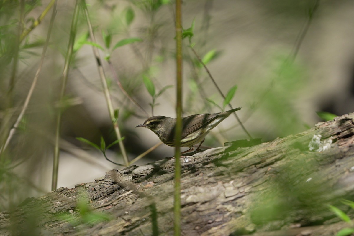 Northern Waterthrush - ML617828916