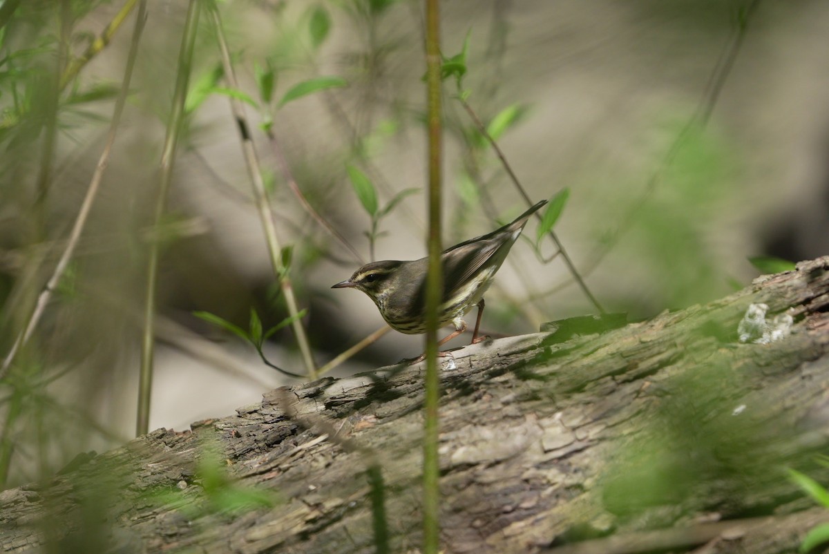 Northern Waterthrush - ML617828917