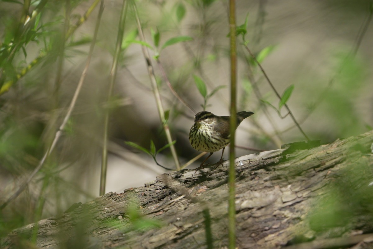 Northern Waterthrush - ML617828918