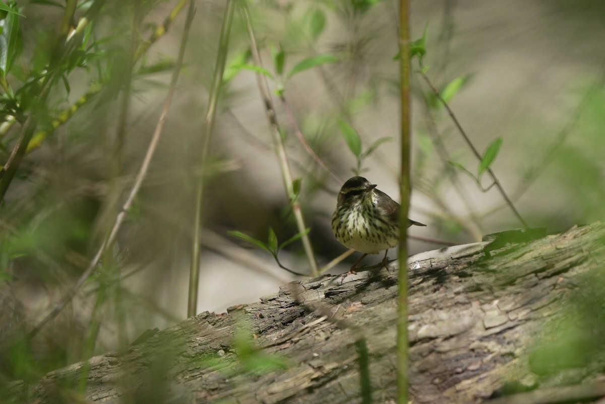 Northern Waterthrush - ML617828919