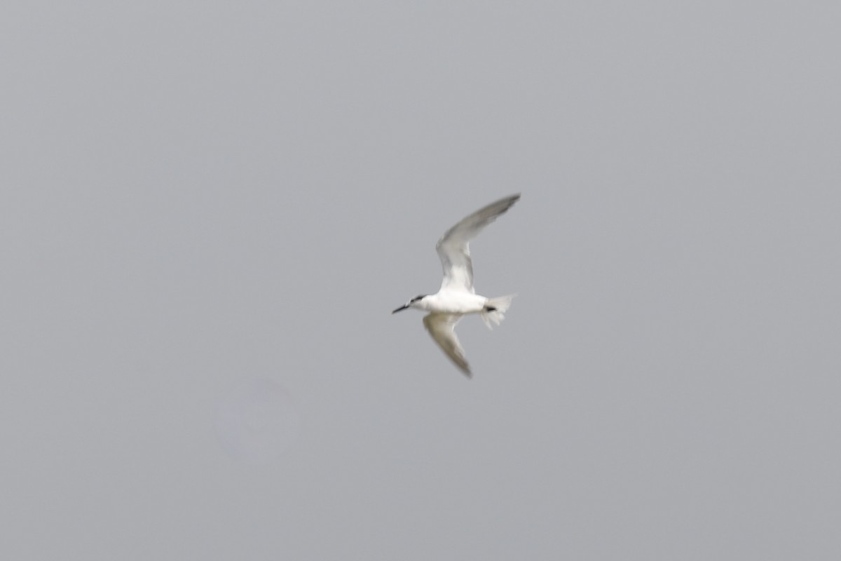 Sandwich Tern - ML617829016