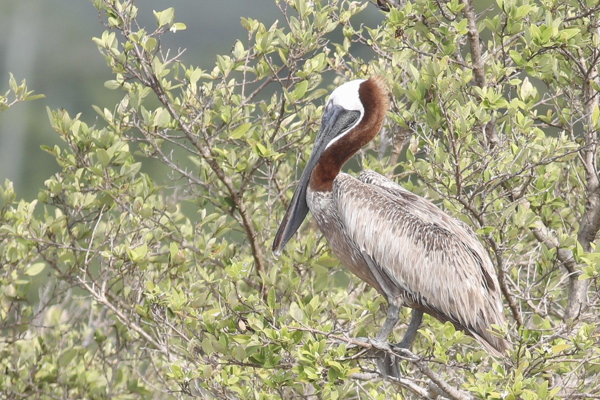 Brown Pelican - ML617829020