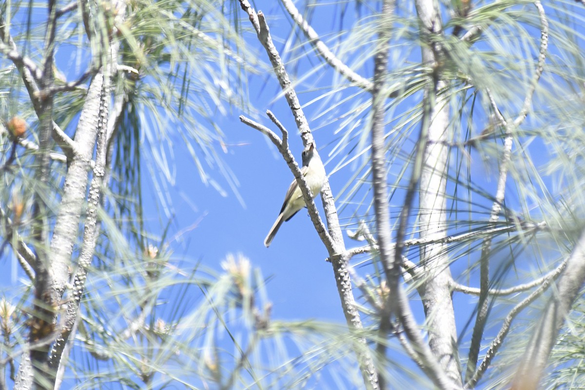 Dusky Flycatcher - Eli Gross