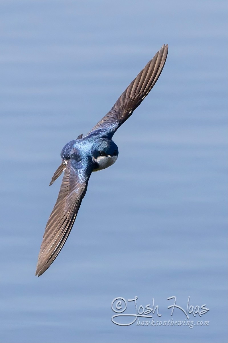 Tree Swallow - ML617829036