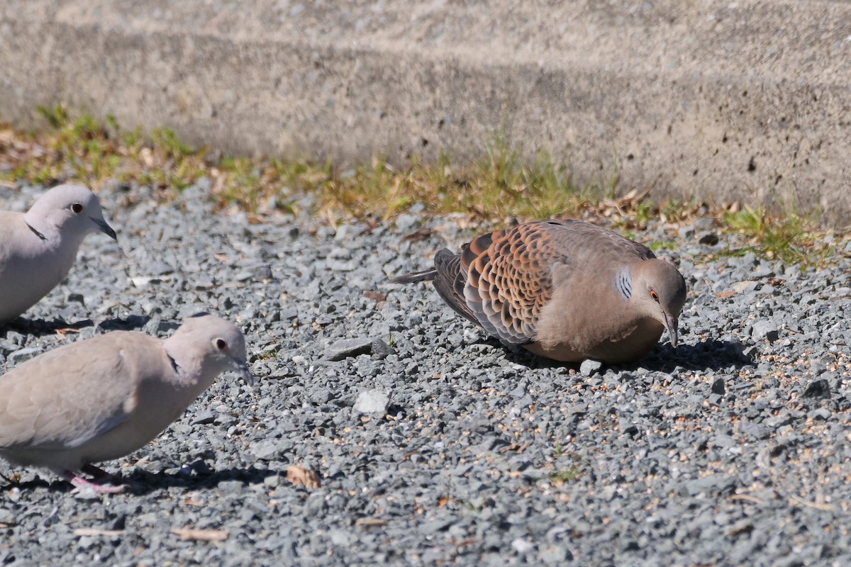 Eurasian Collared-Dove - ML617829039